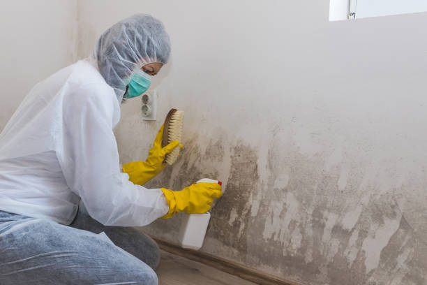 Best Mold Odor Removal Services  in Ewa Villages, HI