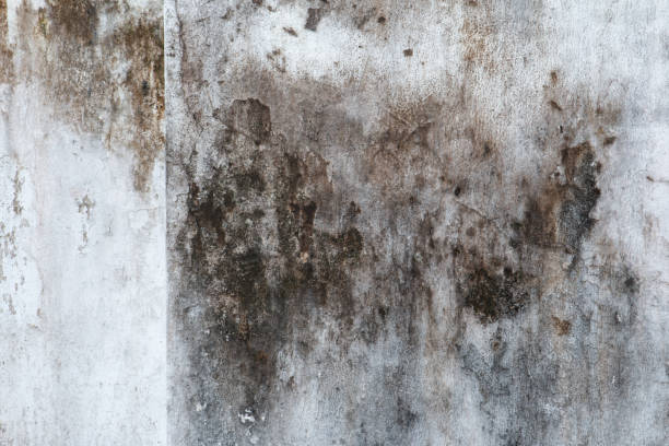 Trusted Ewa Villages, HI Mold Removal Experts