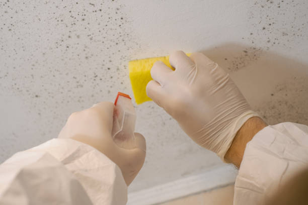 Dehumidification Services in Ewa Villages, HI