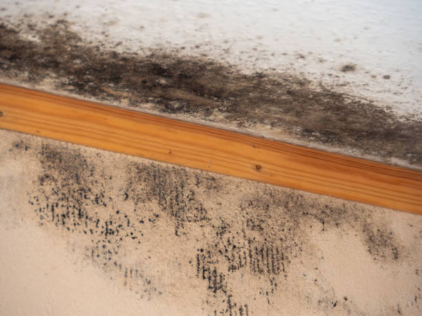 Best Forensic Mold Investigation  in Ewa Villages, HI