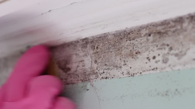 Best Comprehensive Air Testing for Mold Contaminants  in Ewa Villages, HI